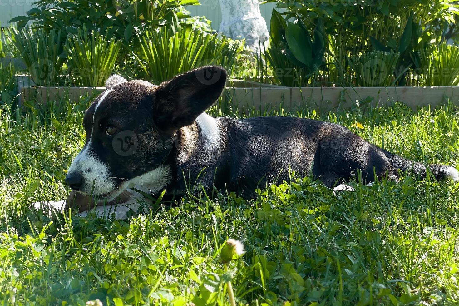 cachorrinho welsh corgi cardigan está deitado na grama. um animal de estimação. um lindo cão puro-sangue. o conceito de arte para materiais impressos. artigo sobre cães. um cachorrinho passeando. cão corgi. verde foto