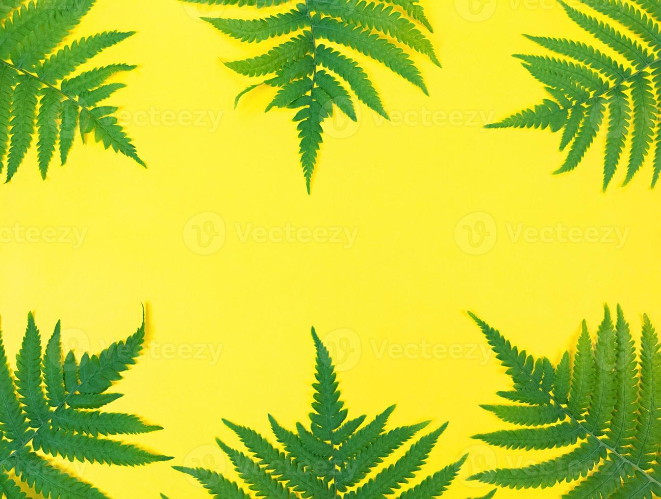 samambaia verde folhas sobre fundo amarelo com espaço de cópia. foto