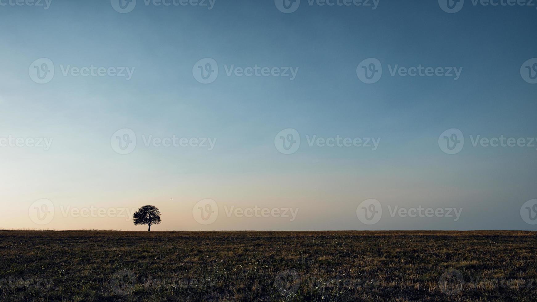 árvore sozinha no prado. árvore sozinha capturada no prado na montanha rajac, sérvia. foto