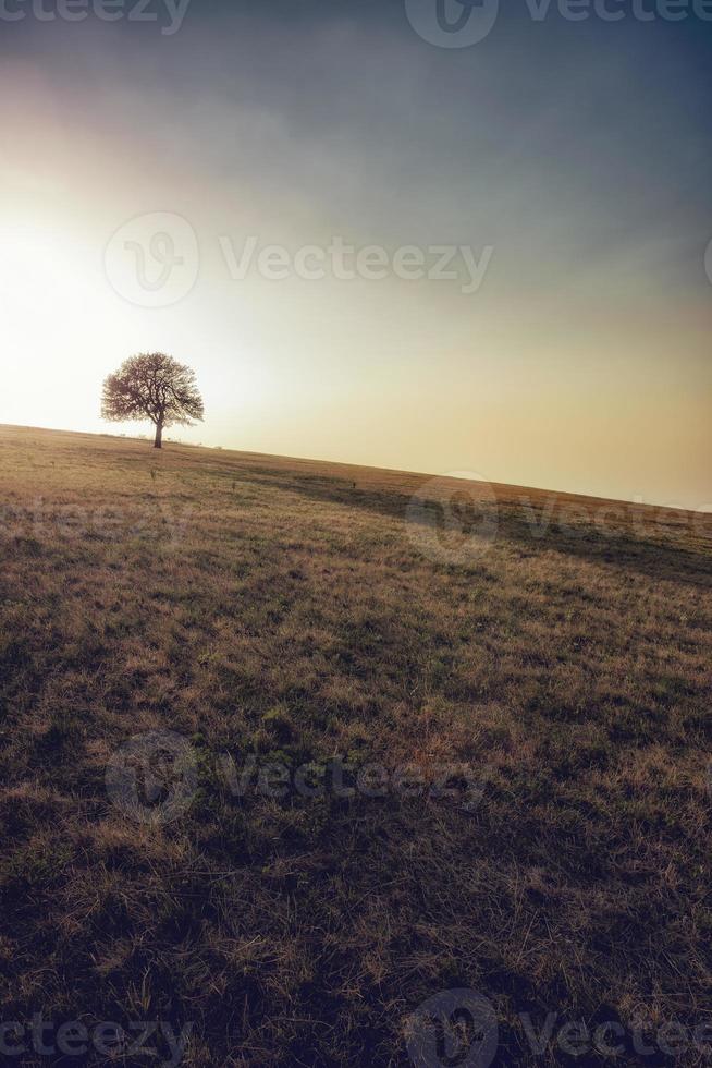 árvore sozinha no prado. árvore sozinha capturada no prado na montanha rajac, sérvia. foto