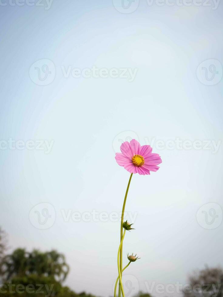 cosmos flor com borrado fundo. florescendo Rosa flor. foto