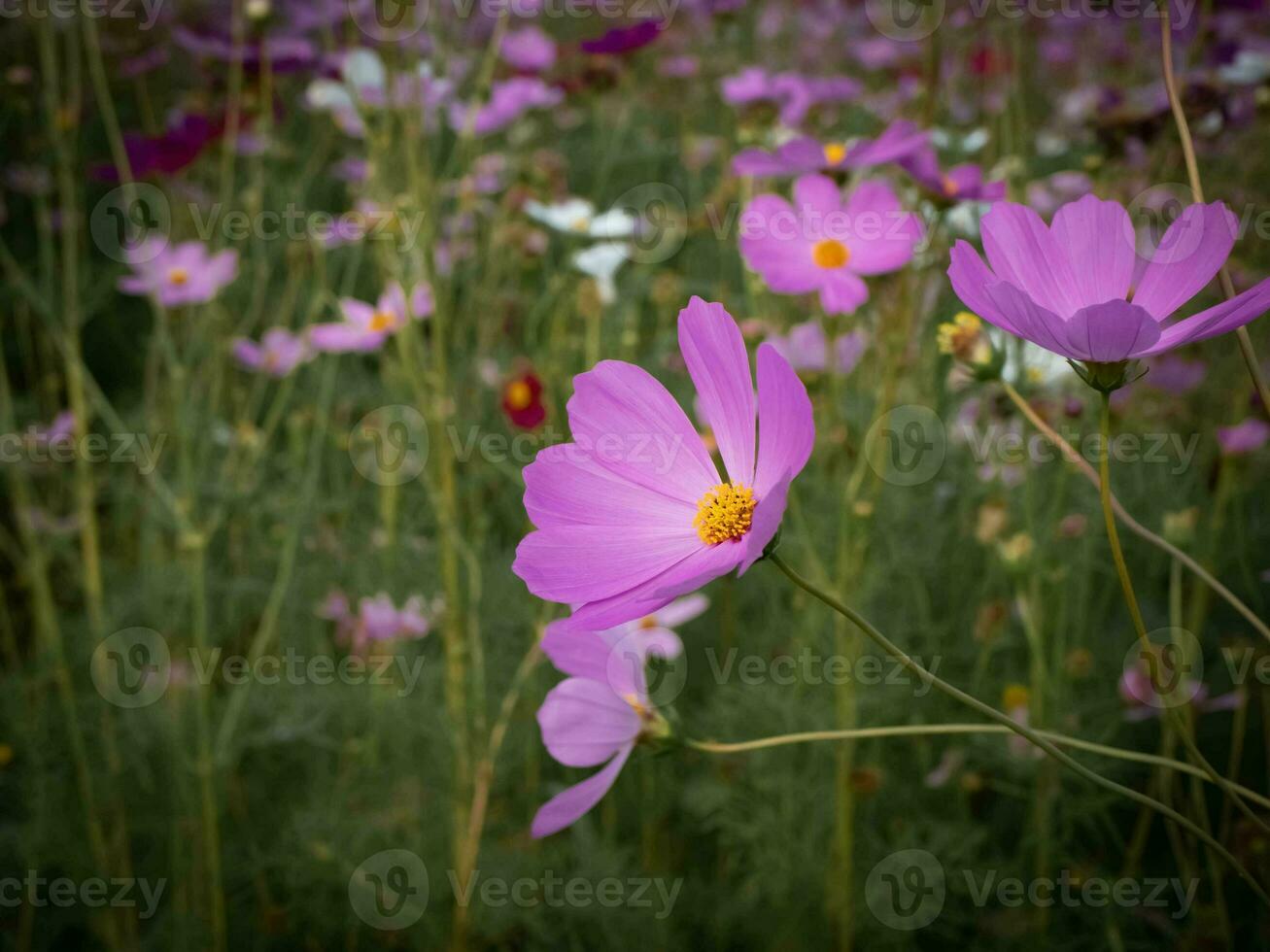 roxa cosmos flor com borrado fundo. florescendo roxa flor. foto