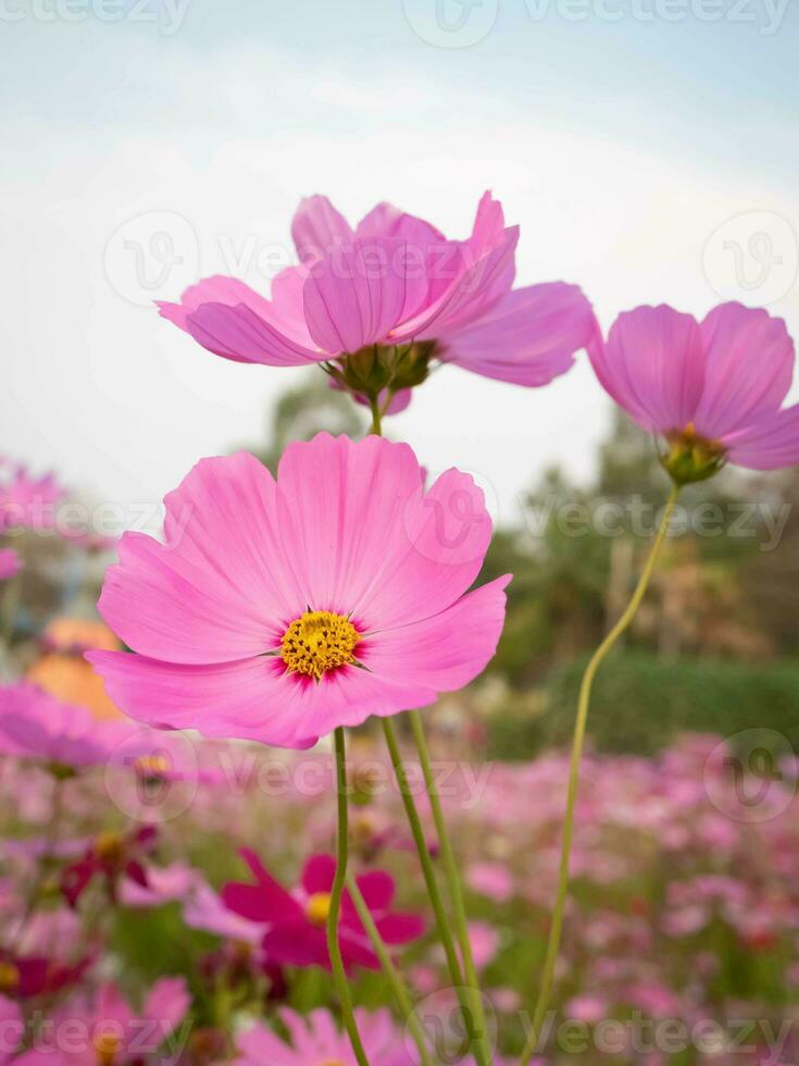 cosmos flor com borrado fundo. florescendo Rosa flor. foto