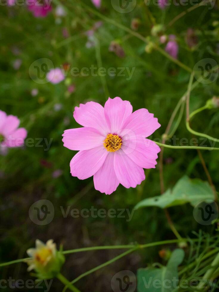 cosmos flor com borrado fundo. florescendo Rosa flor. foto