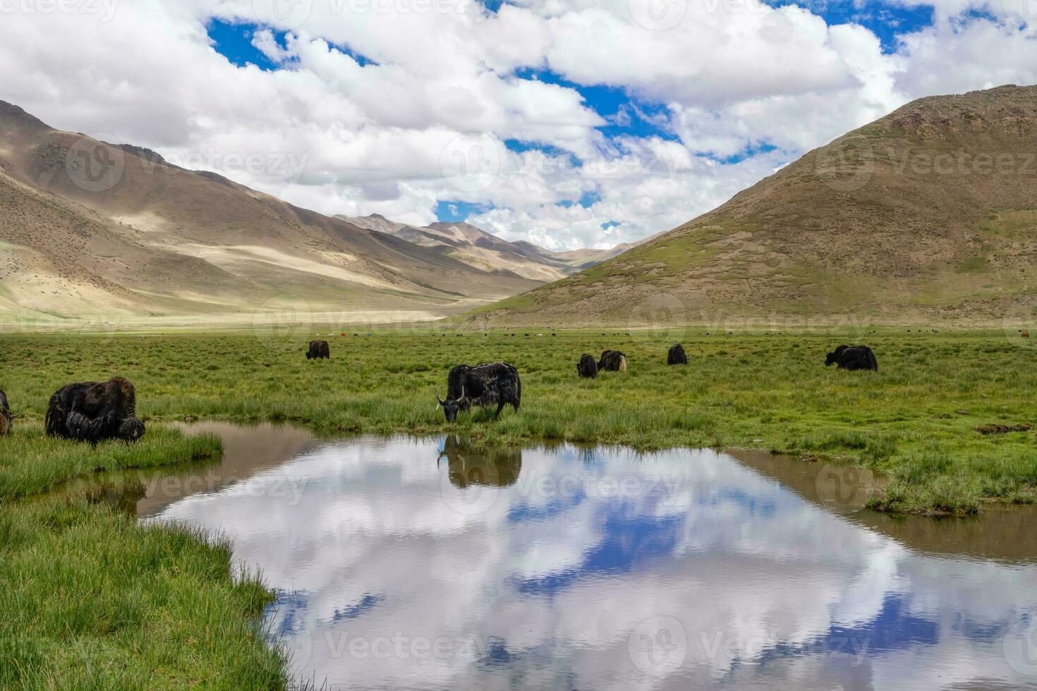 Preto iaques dentro a lago dentro a montanhas foto