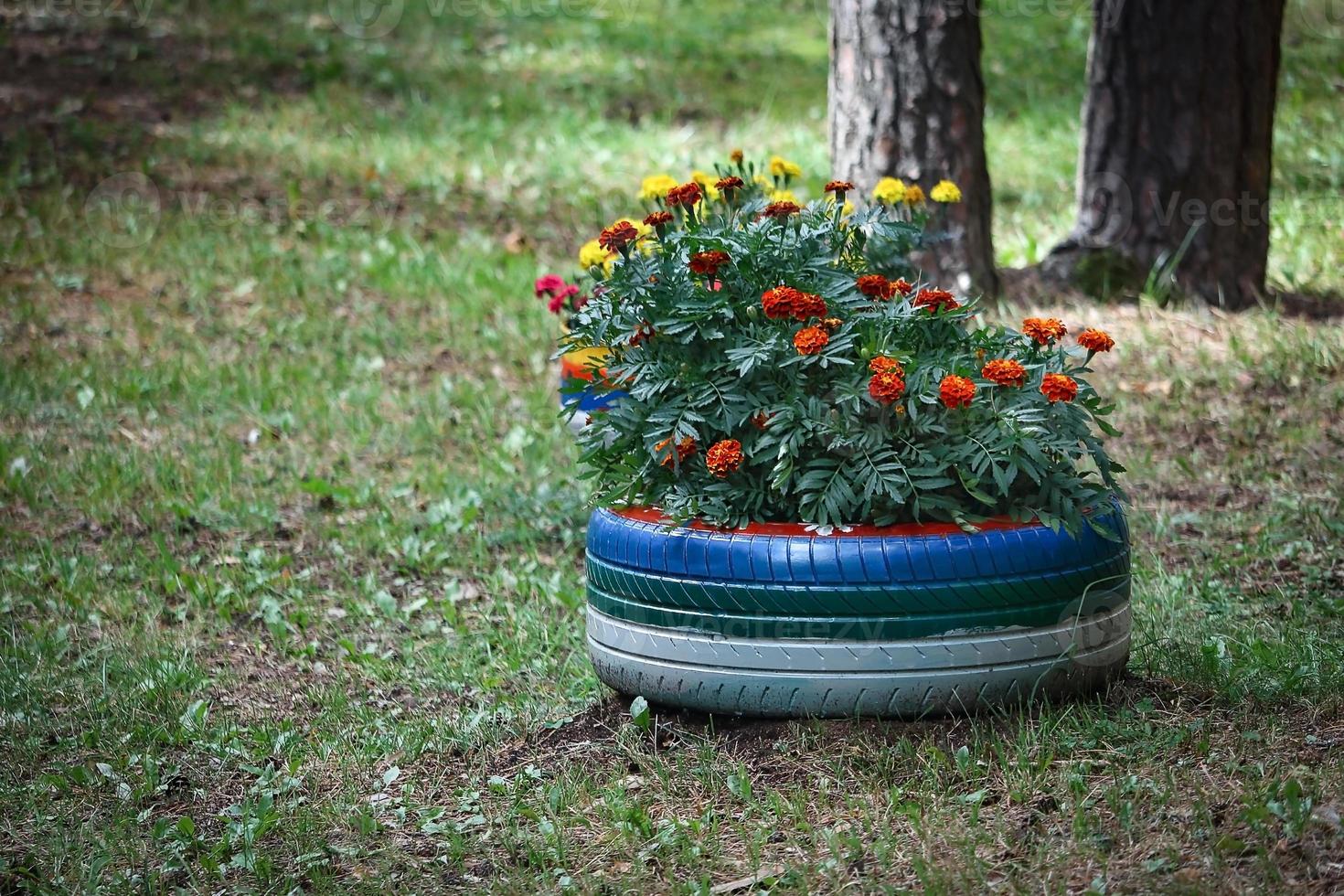 canteiro de flores de verão feito de pneu e pinturas com flores de calêndula plantadas em azul e branco foto