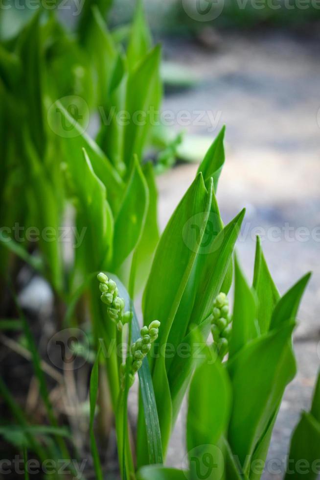 jovens lírios do vale começando a florescer com folhas compridas foto