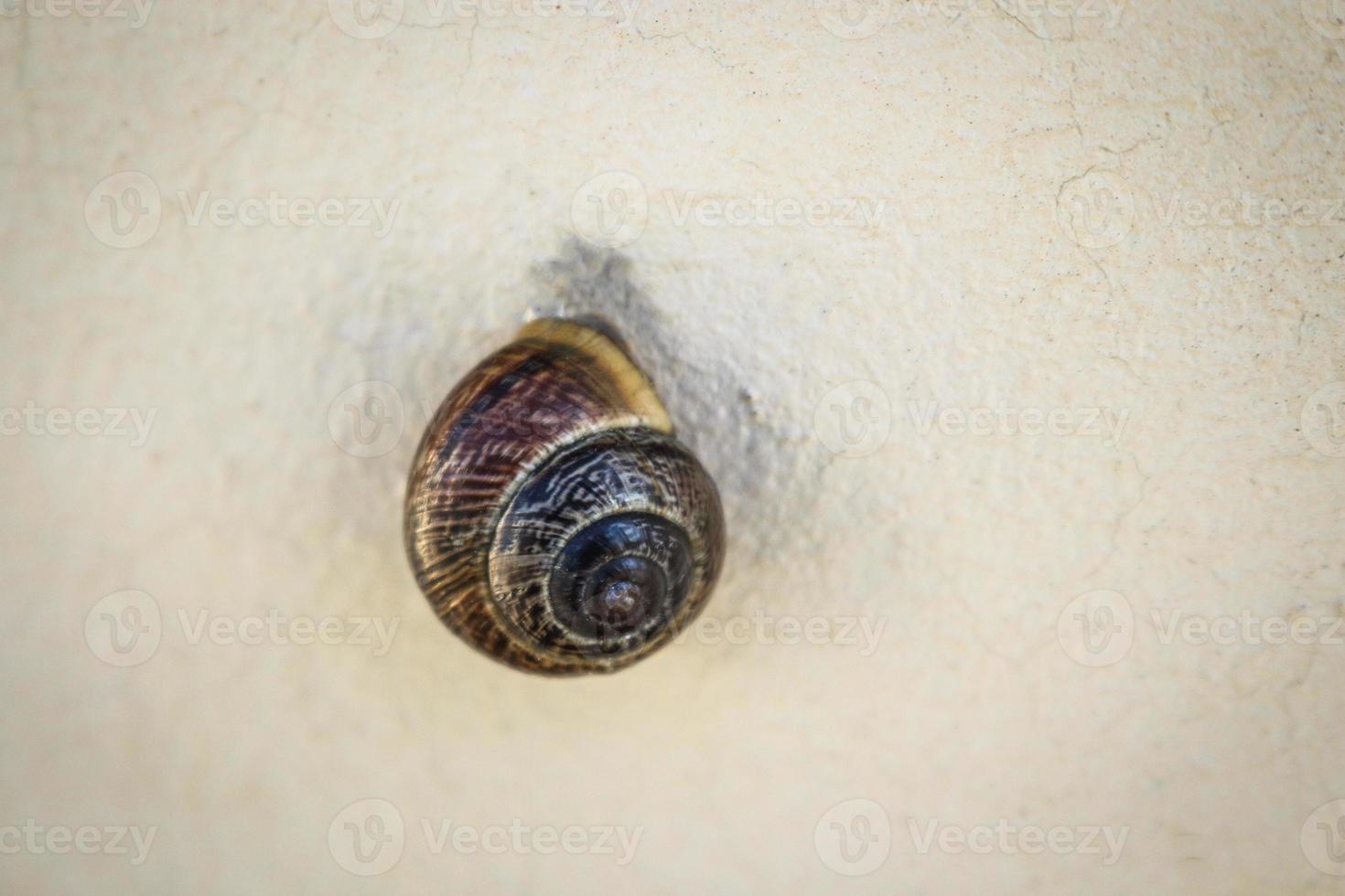 pequeno caracol dormindo pendurado na parede de concreto branco foto