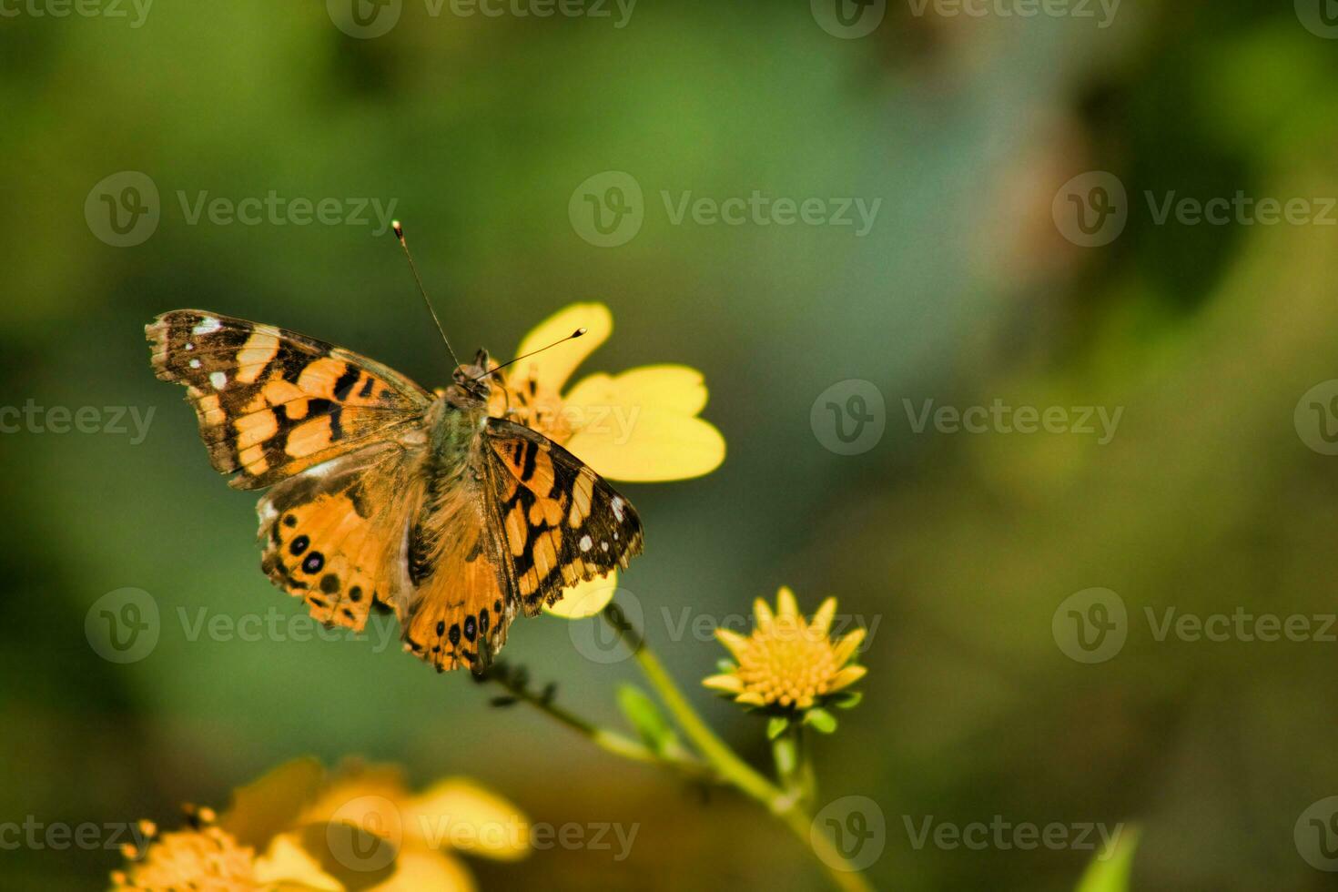 borboleta em amarelo flor dentro a jardim. natural fundo. foto