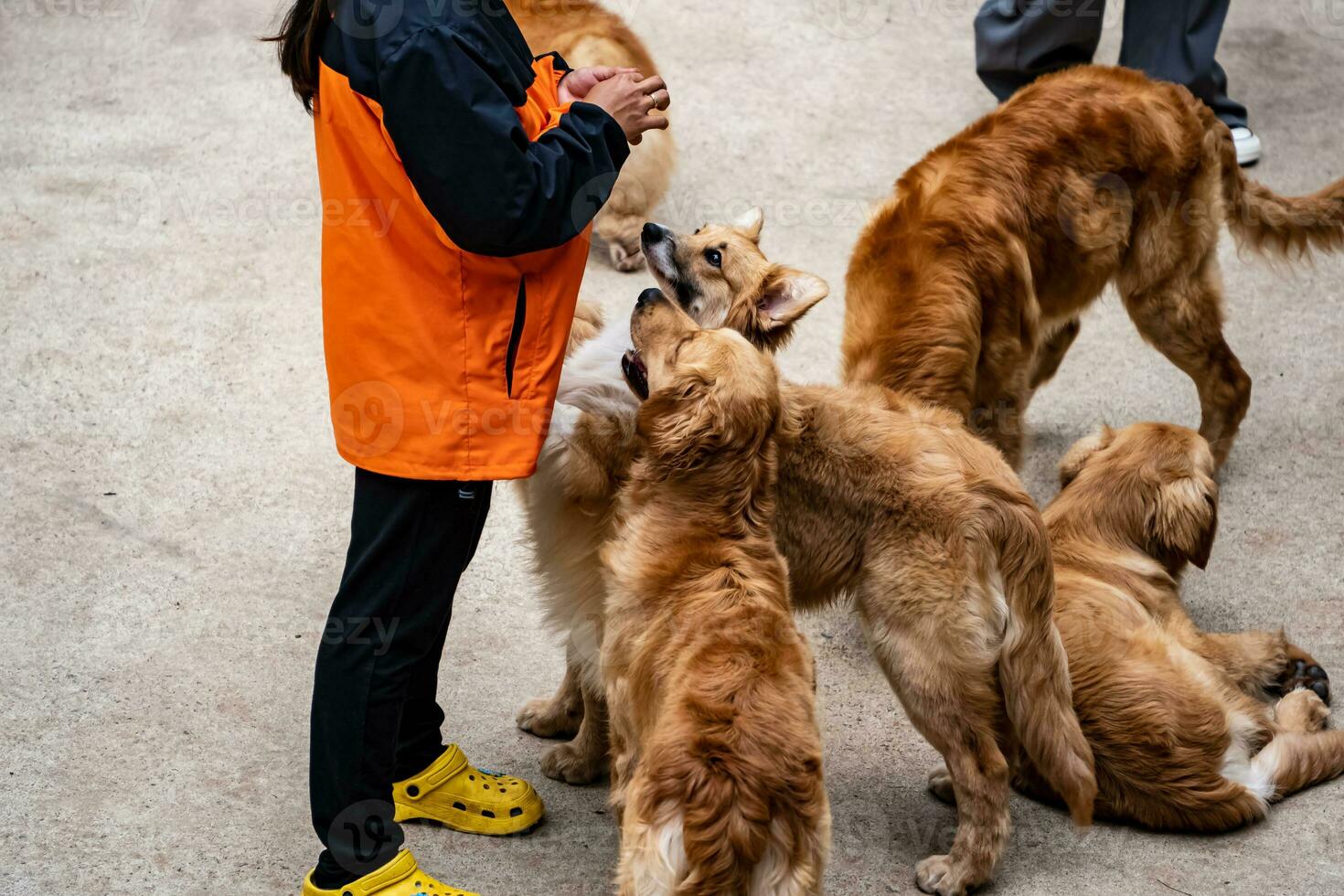 amigáveis cachorros esperando para peça do carne a partir de a mestre foto