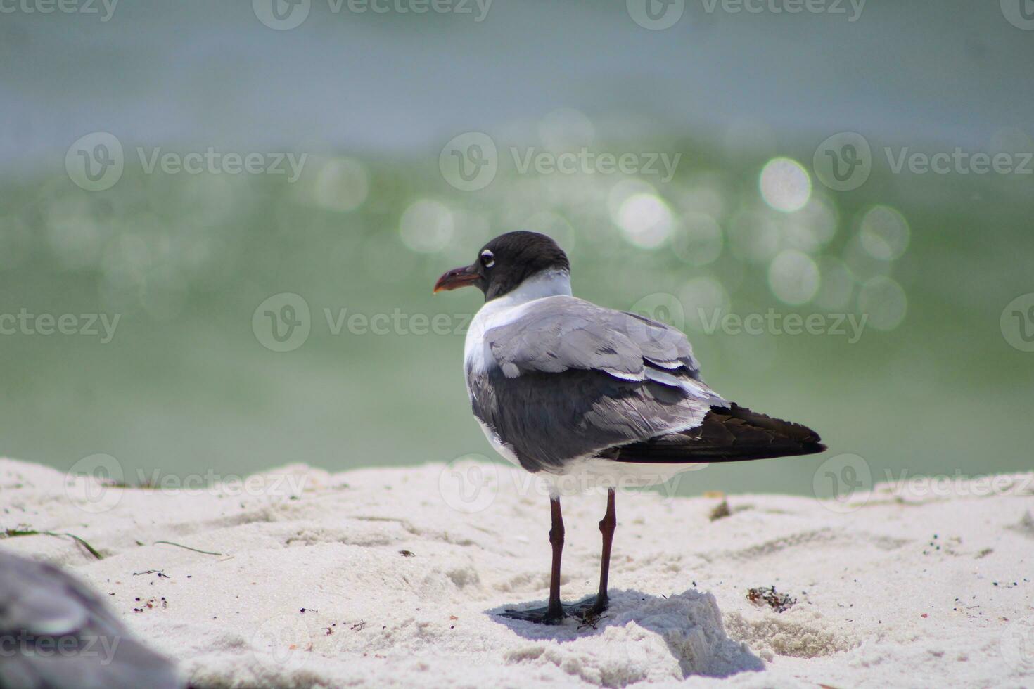 gaivotas na praia foto