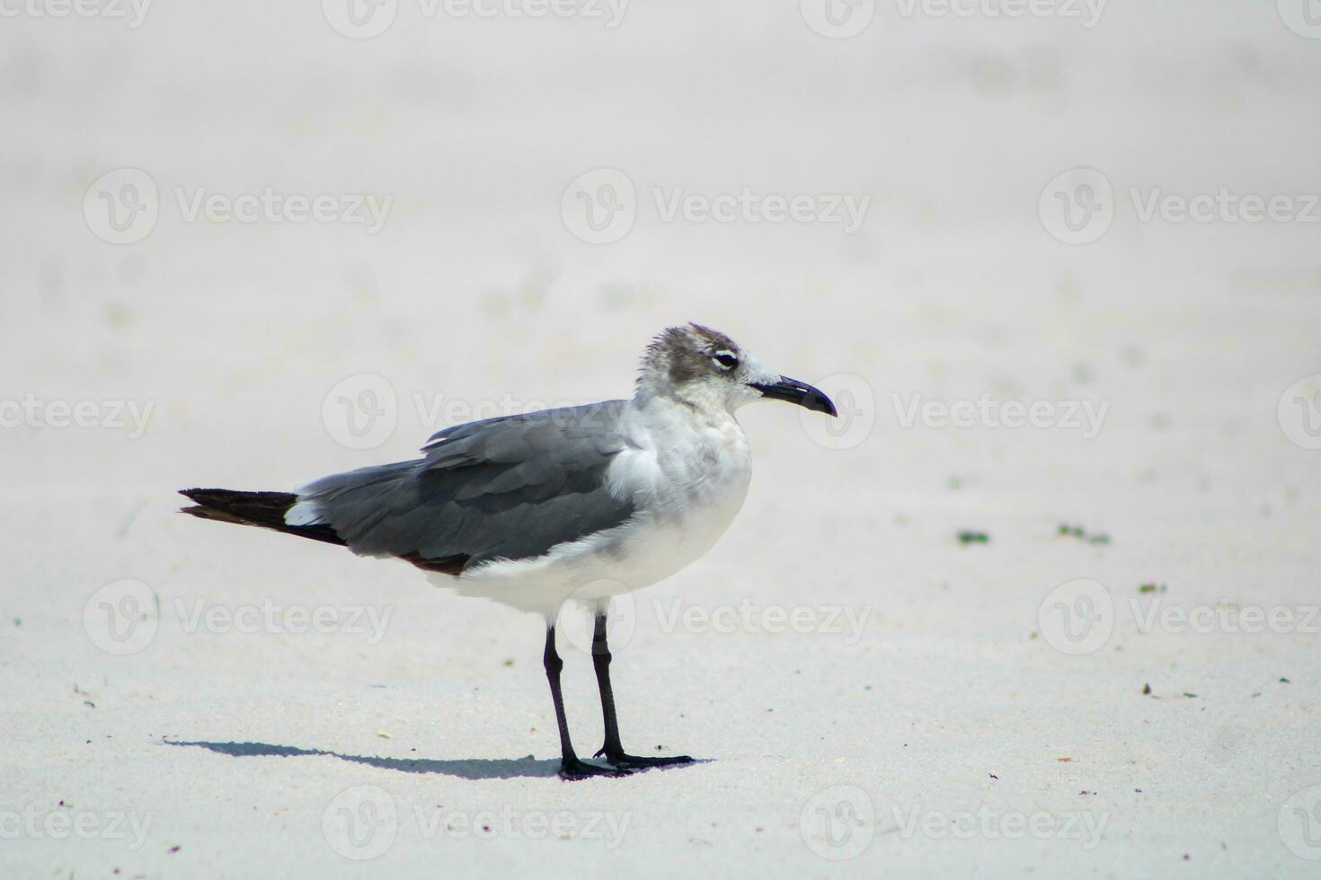 gaivotas na praia foto