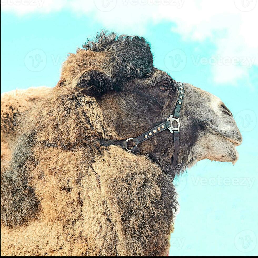 perfil Visão do camelo em nublado céu background.vertical visualizar. foto