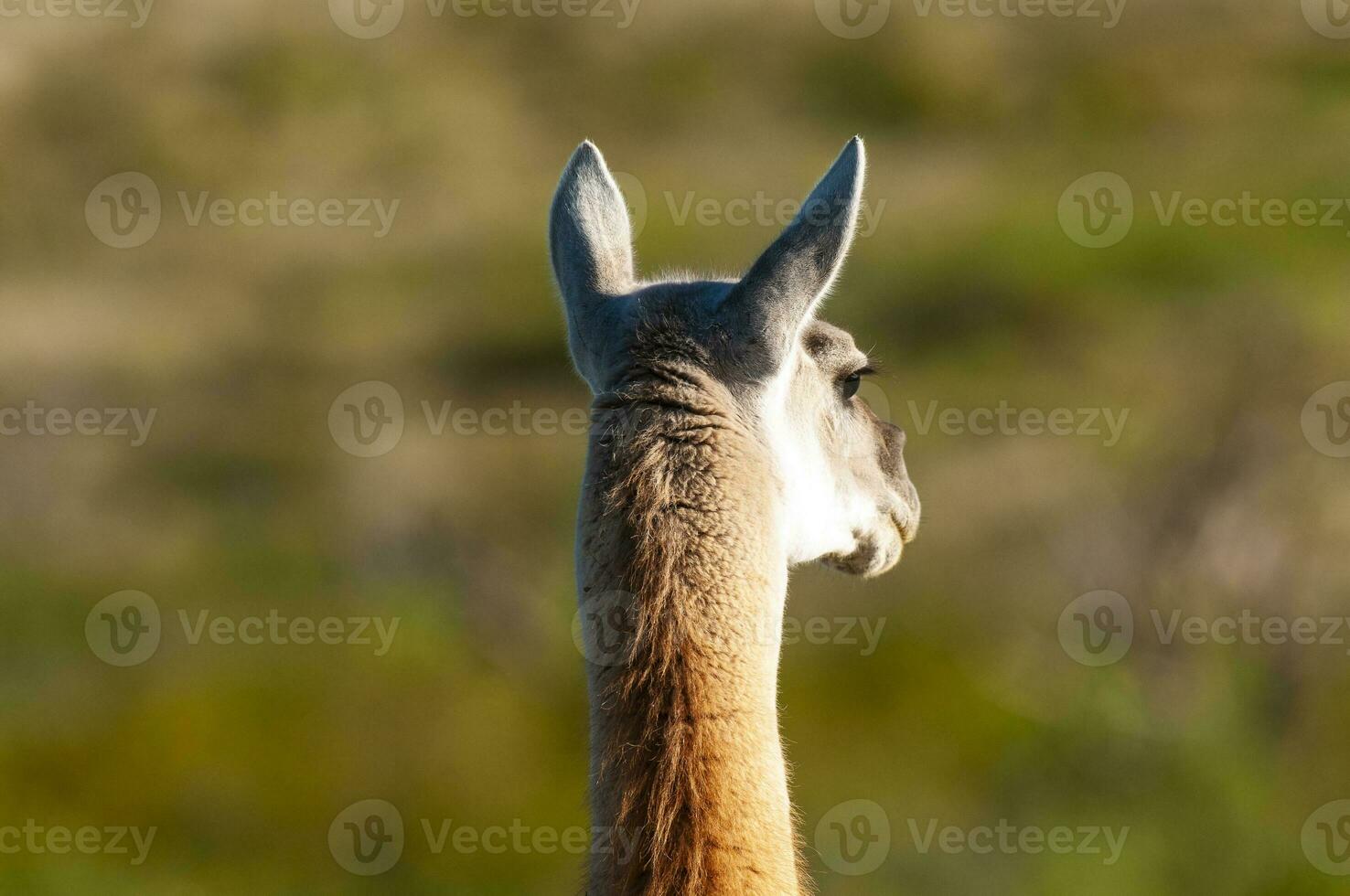 guanacos dentro lihue calel nacional parque, la pampa, Patagônia, Argentina. foto