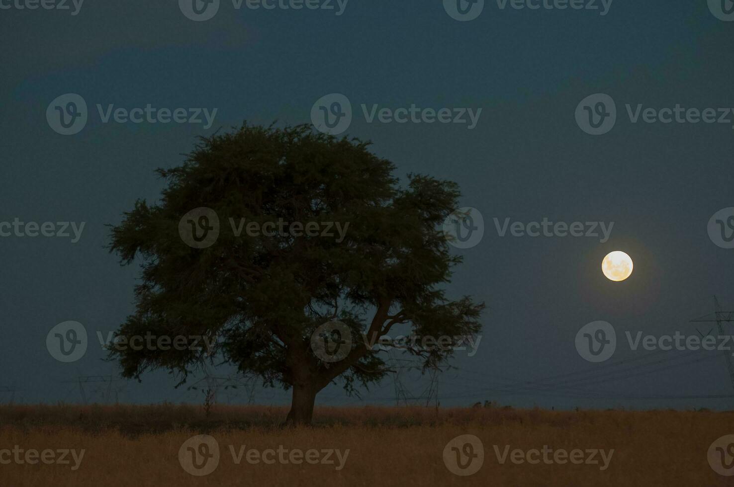 pampas árvore paisagem, la pampa província, Patagônia, Argentina. foto