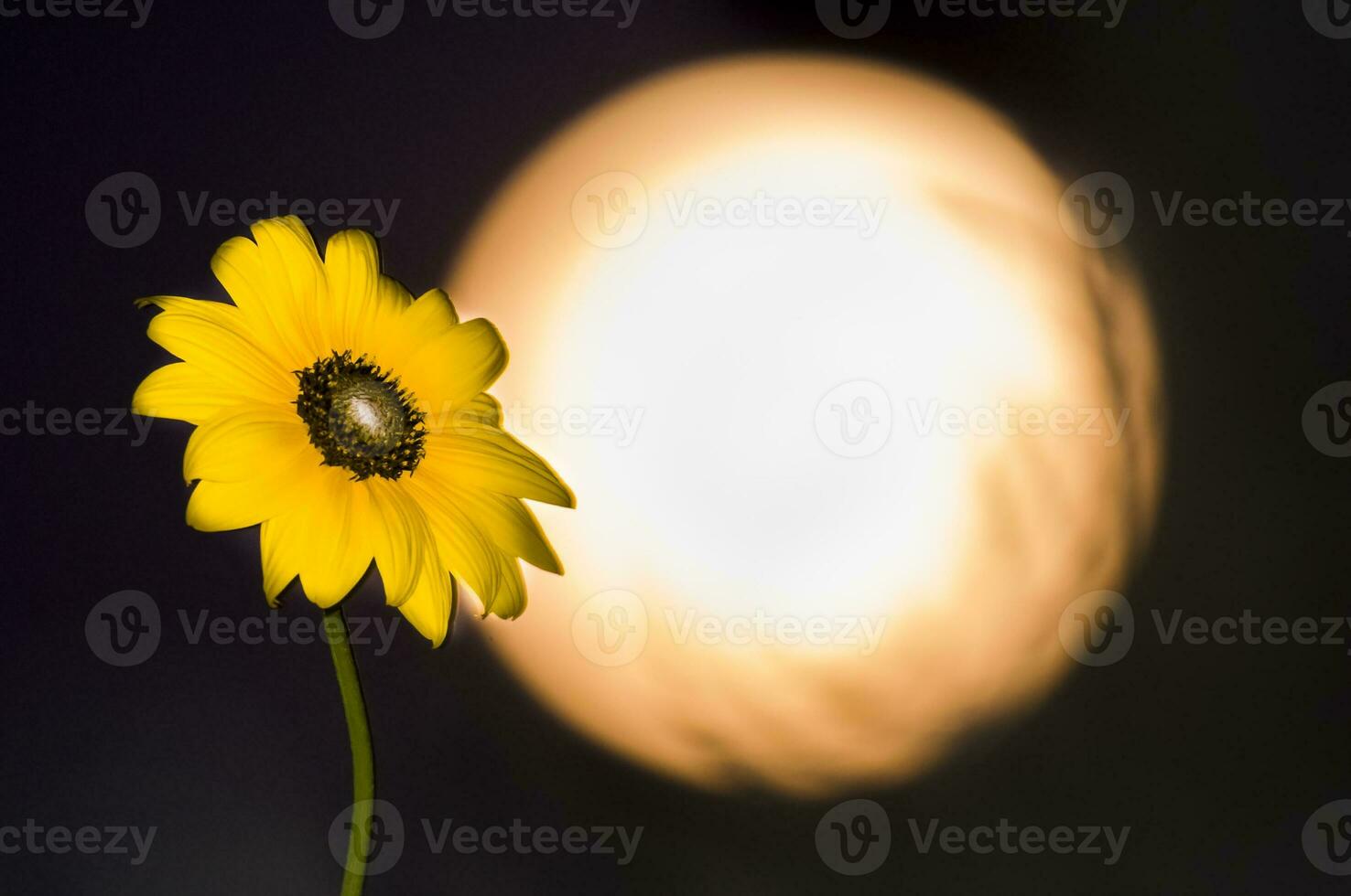 selvagem flor e lua, la pampa, Argentina foto