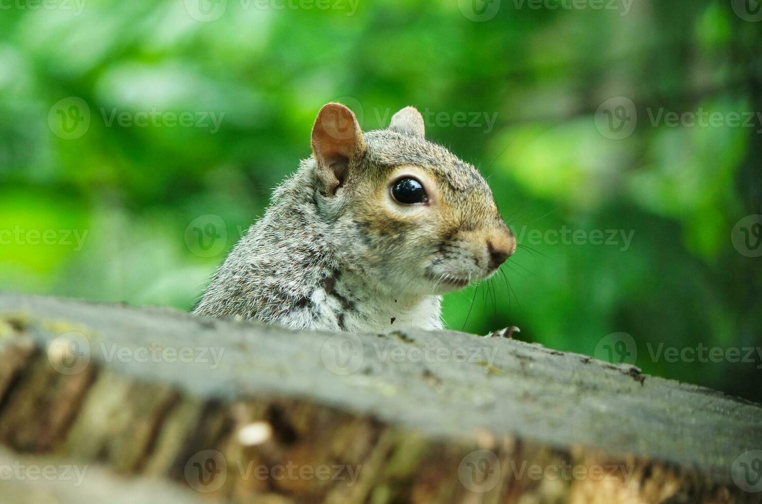 fofa esquilo dentro Relva procurando Comida às Wardown público parque do Luton, Inglaterra Reino Unido foto