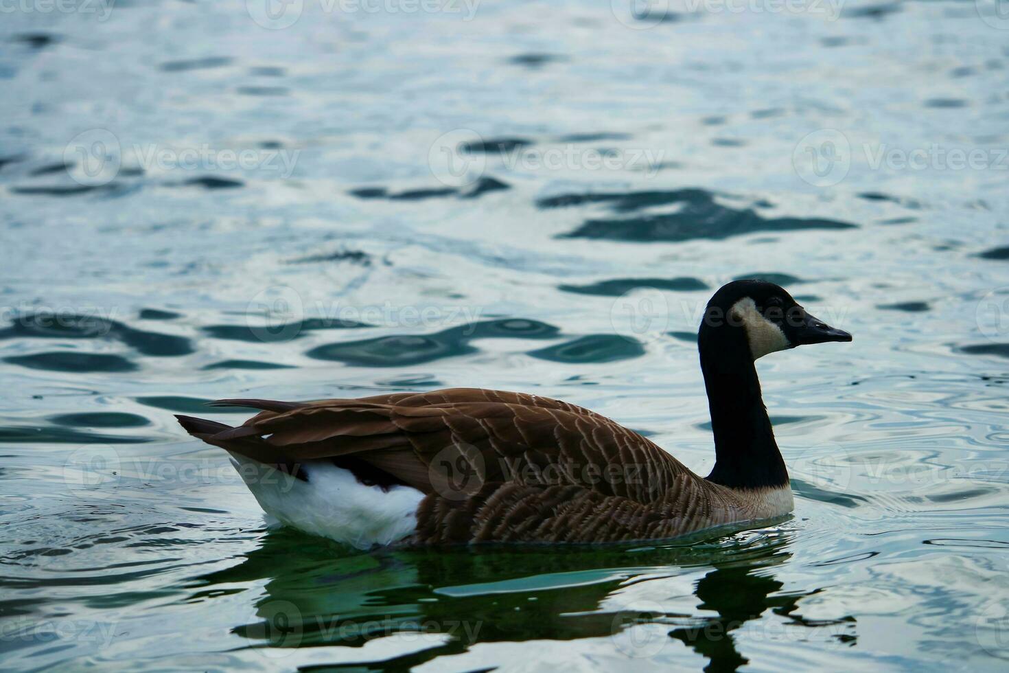 fofa e único água pássaros e cisne às vontade lago do Milton Keynes, Inglaterra Reino Unido. foto