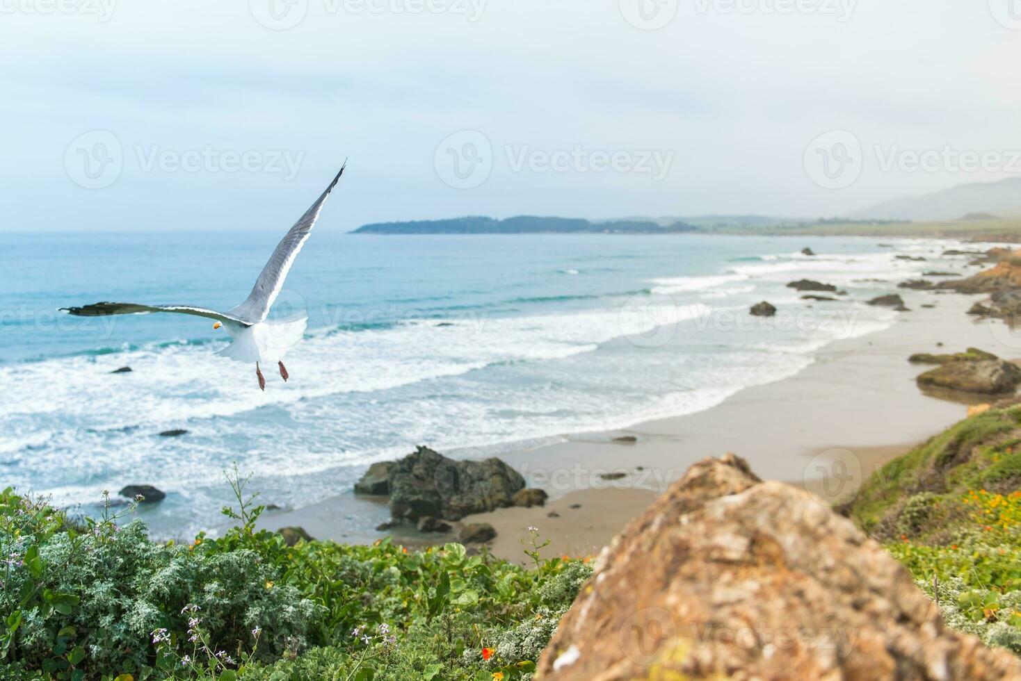 costeiro Califórnia mar gaivota foto