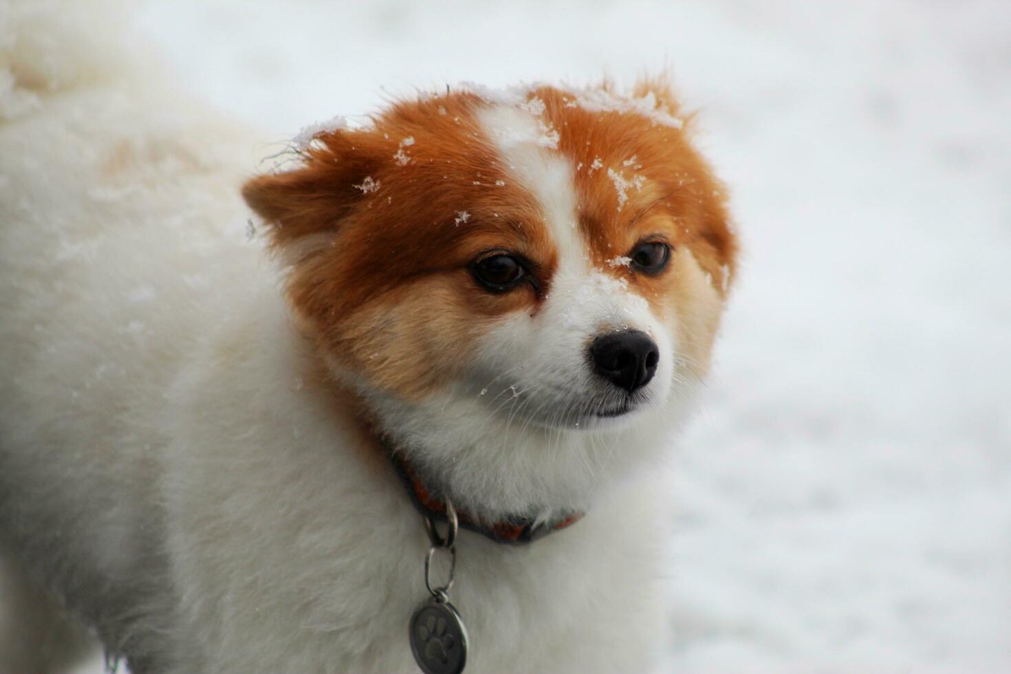 Boa Nevado Garoto foto