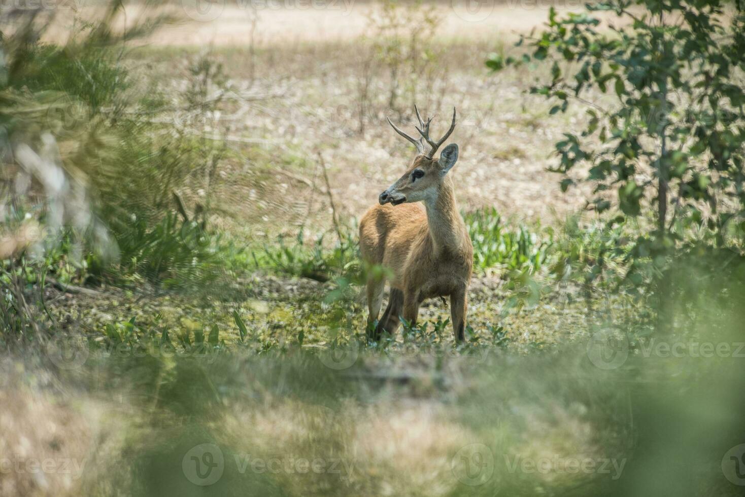 pântano cervo, pantanal Brasil foto