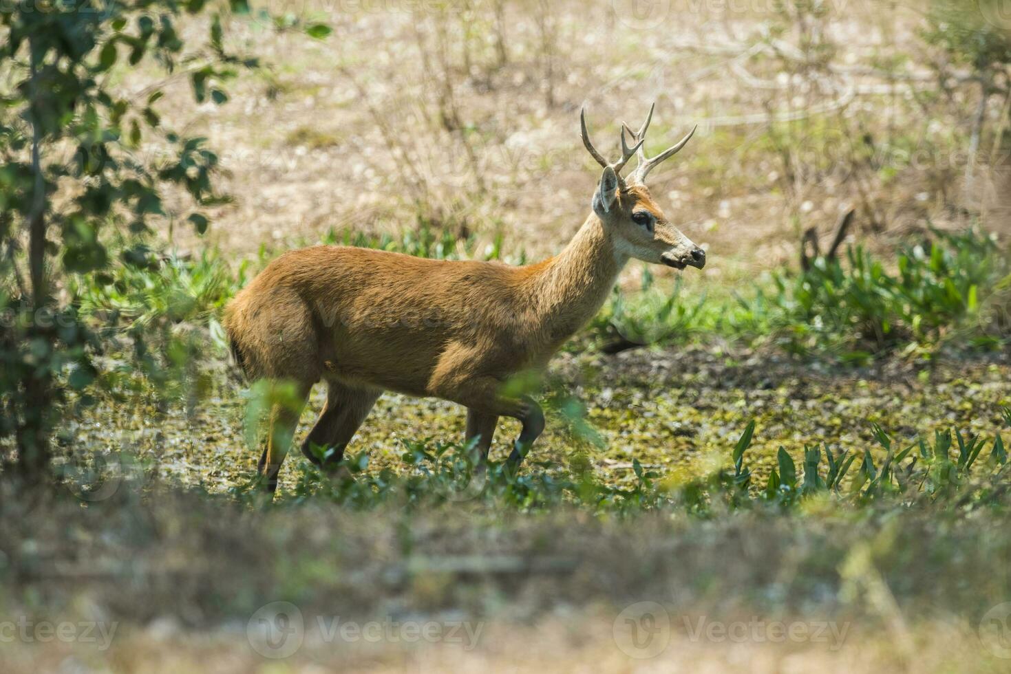 pântano cervo, pantanal Brasil foto