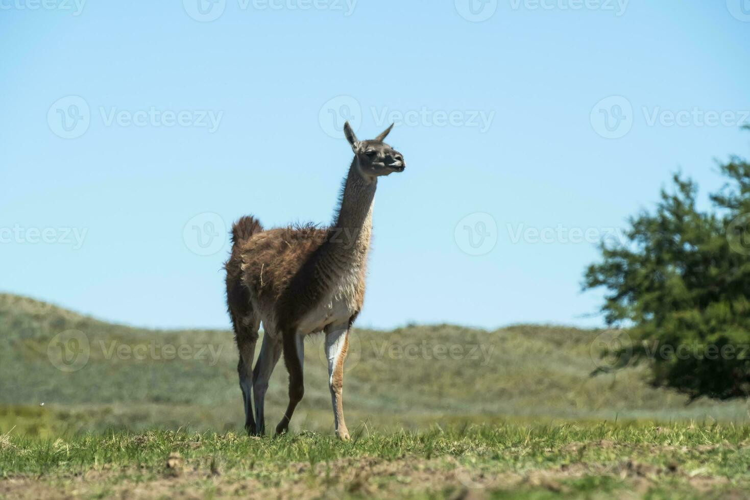 guanacos dentro pampas Relva ambiente, la pampa, Patagônia, Argentina. foto