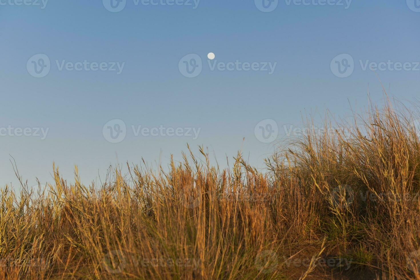 pampas Relva paisagem, la pampa província, Patagônia, Argentina. foto