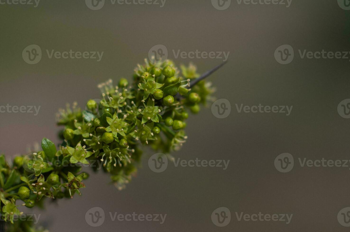 plantar dentro semi desértico ambiente, caldeirão floresta, la pampa Argentina foto