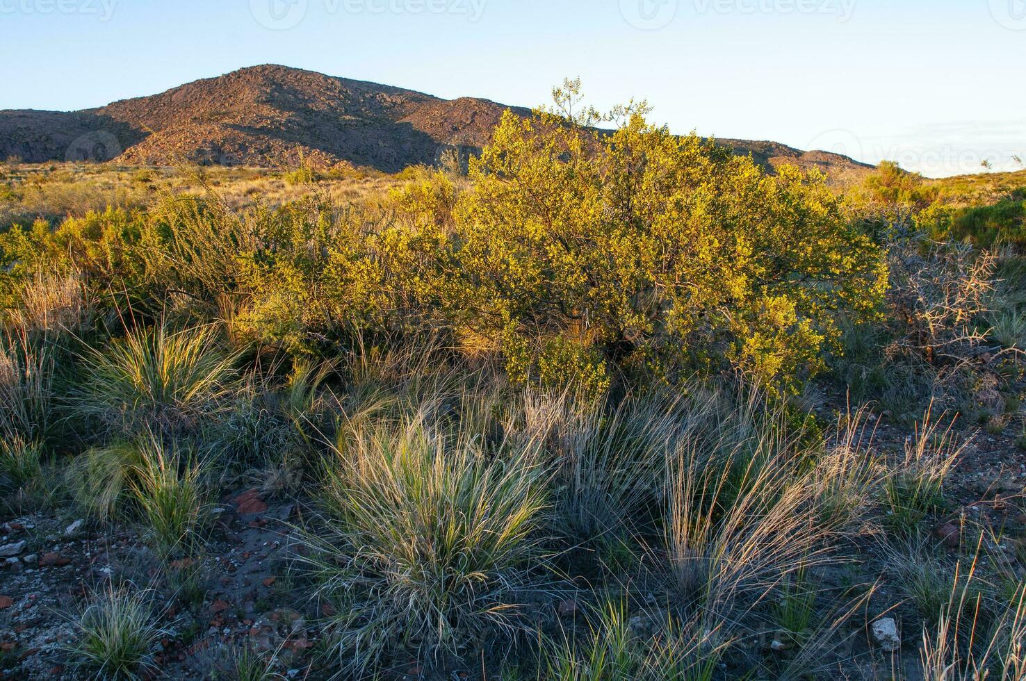 creosote arbusto, lihue calel nacional parque, la pampa, Argentina foto