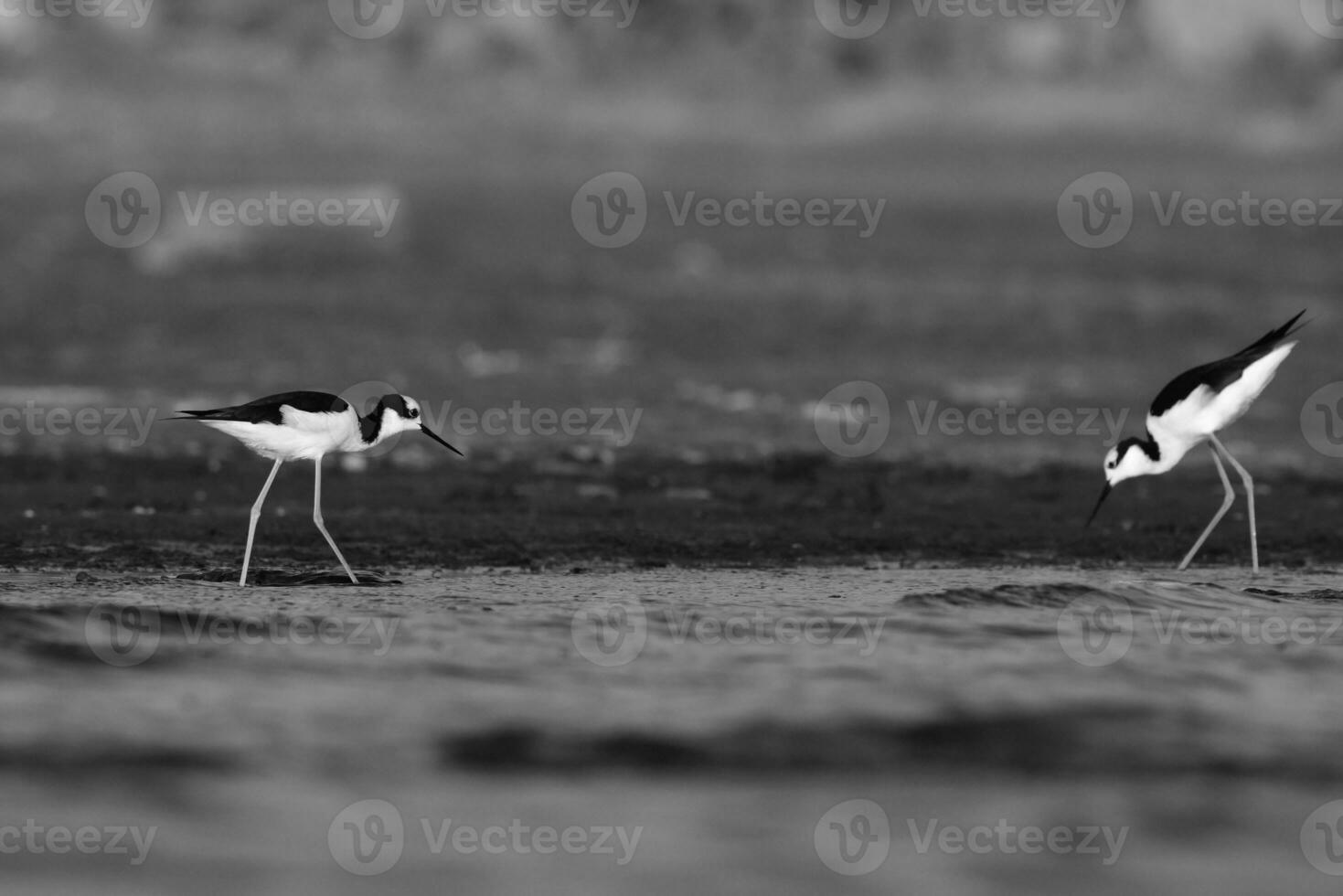 sulista palafita, himantopus melanuro ,la pampa província, Patagônia, Argentina foto