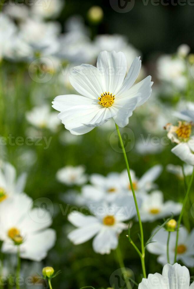 branco cosmos flores dentro a jardim foto