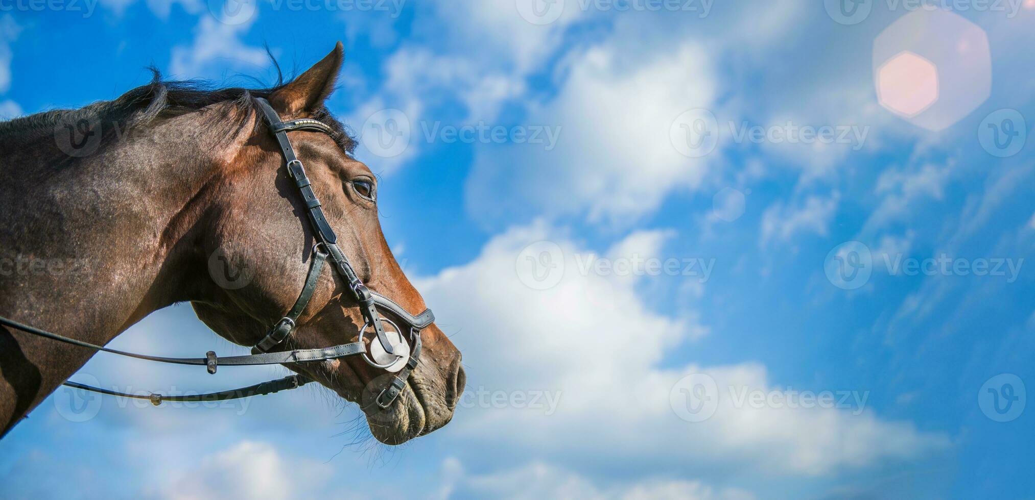 cavalo cabeça em azul céu. cópia de espaço. equestre tema. foto