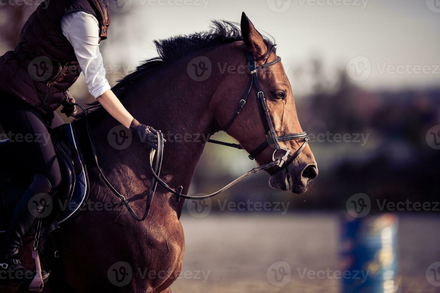 menina tapinhas cavalo depois de treinamento. equestre tema. foto