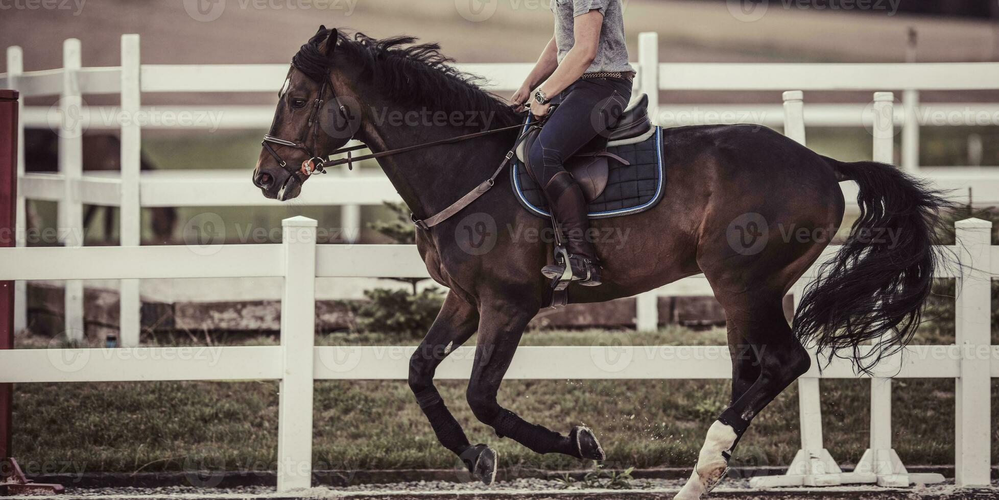 equestre mostrar pulando cavalo treinamento. equestre tema. foto