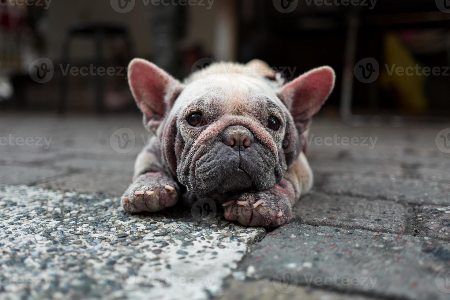 cachorro velho nas ruas de kaohsiung em taiwan foto