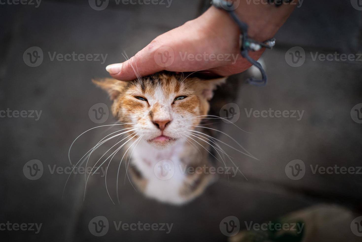 um gato de rua em Bodrum na Turquia foto
