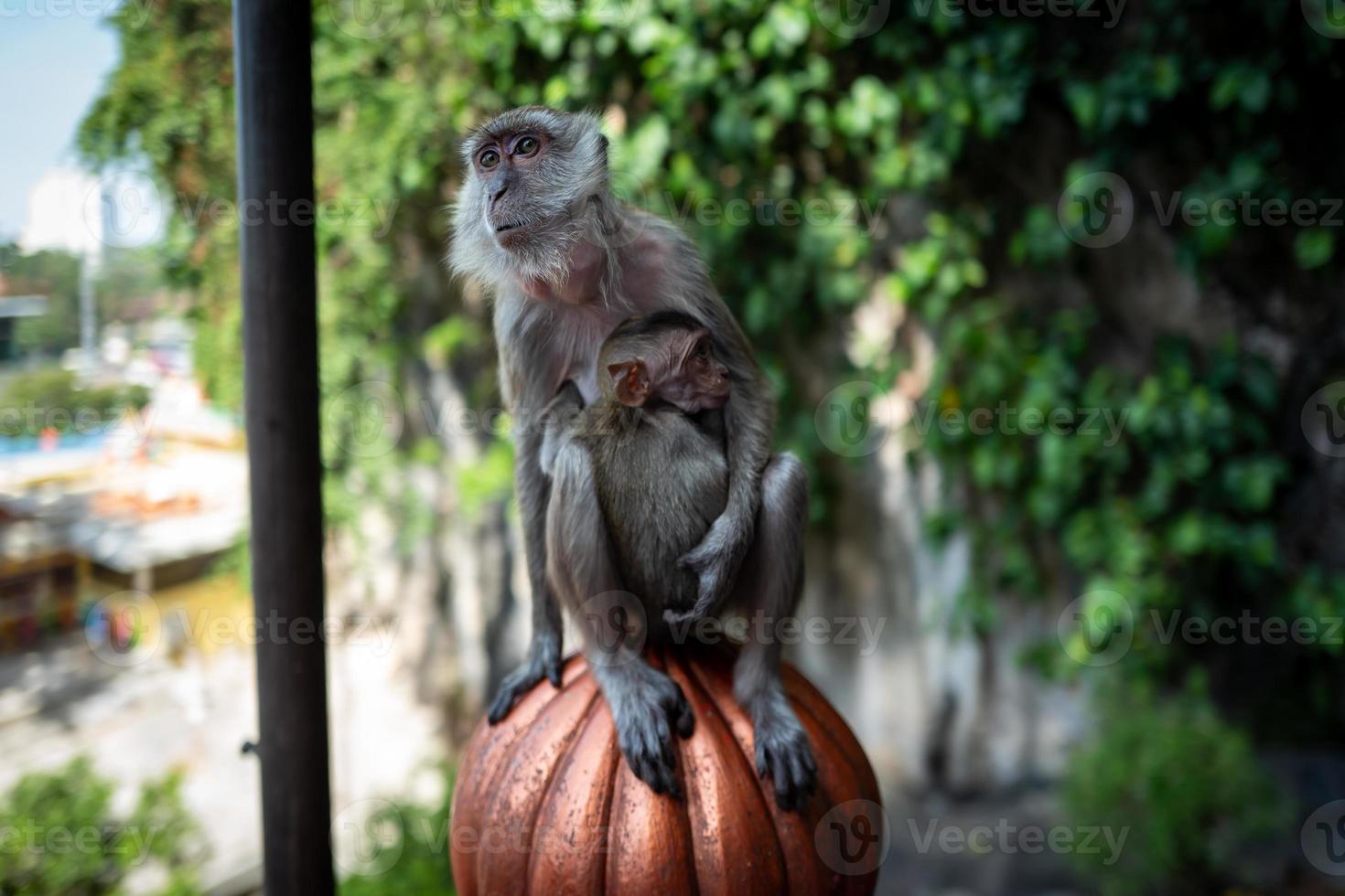 macaco com bebê nas cavernas batu kuala lumpur foto