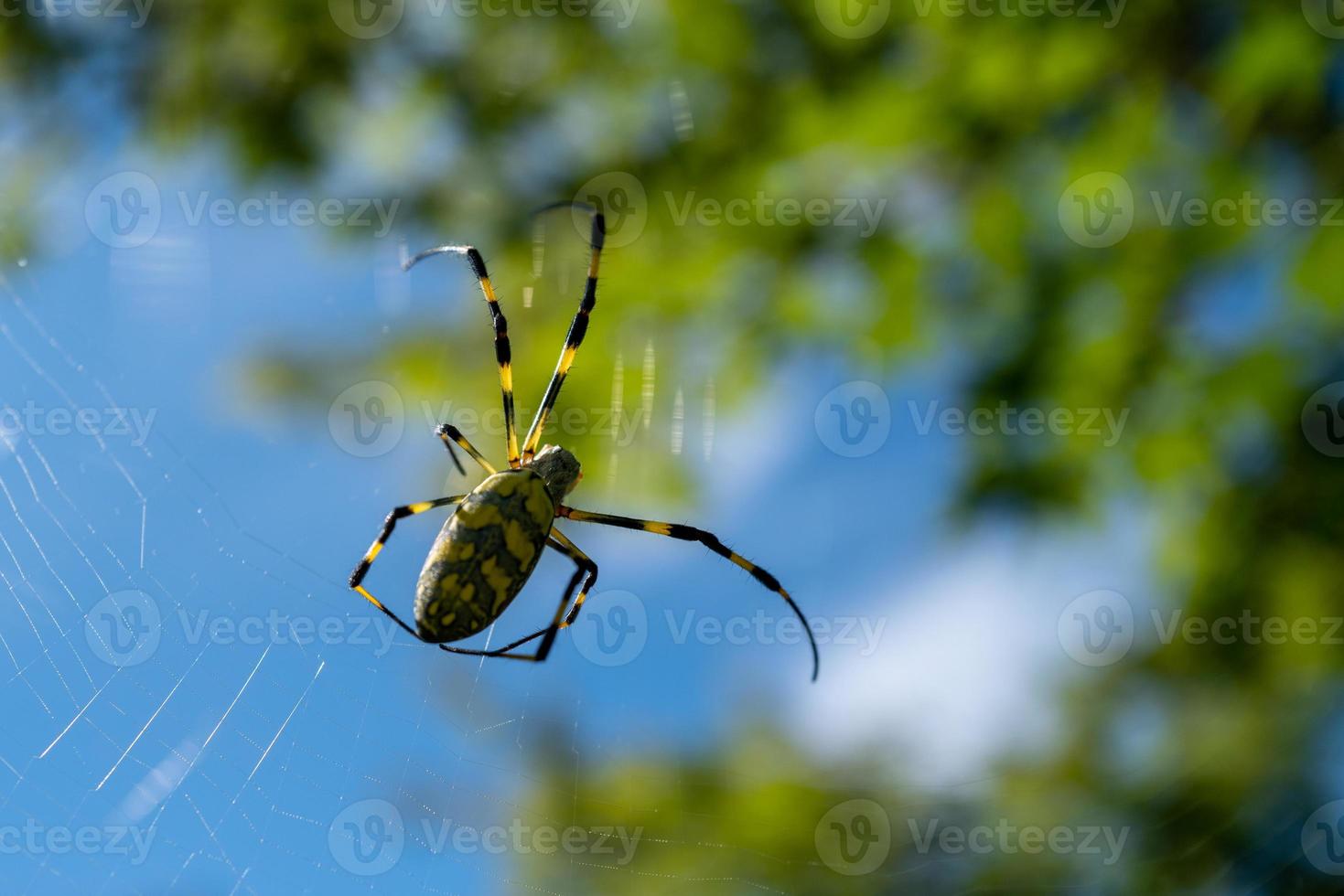 aranha em kaguchiko no japão foto