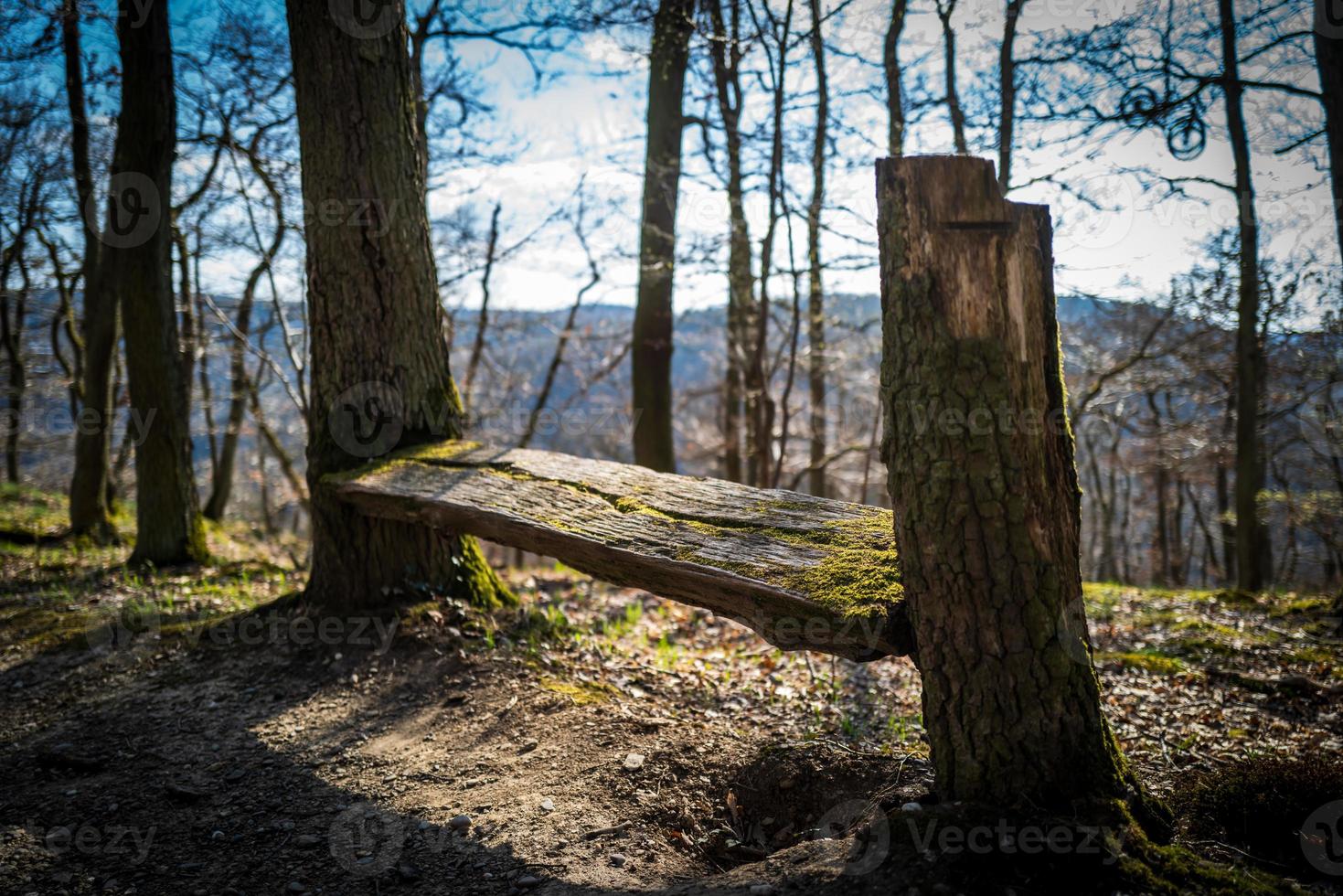 um banco no bosque de boppard foto