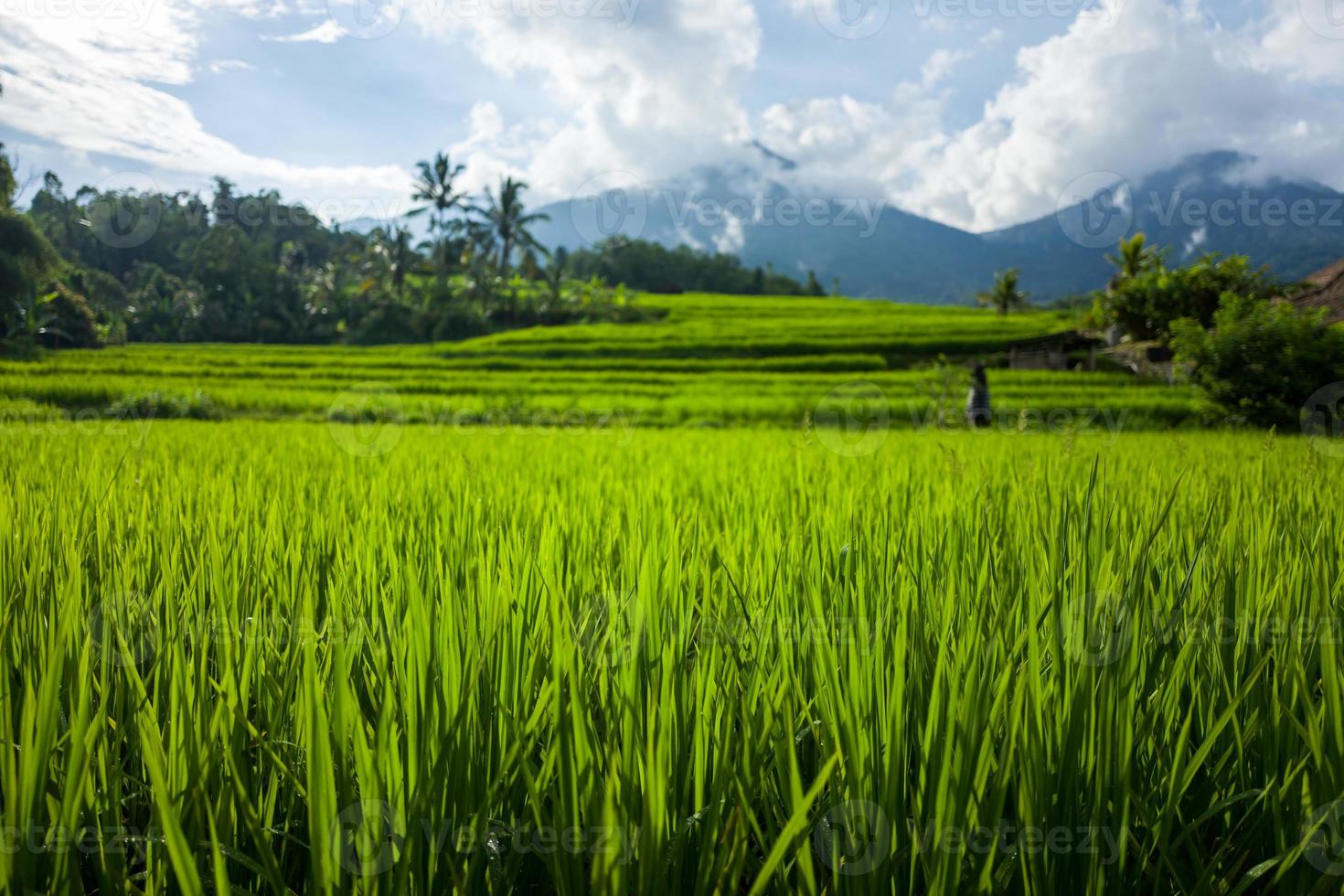 os terraços de arroz tegallalang em bali, na indonésia foto