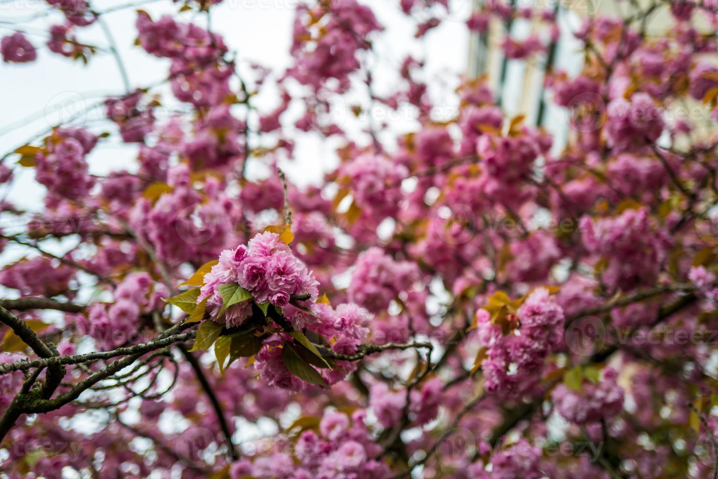 a temporada da flor de cerejeira em frankfurt foto