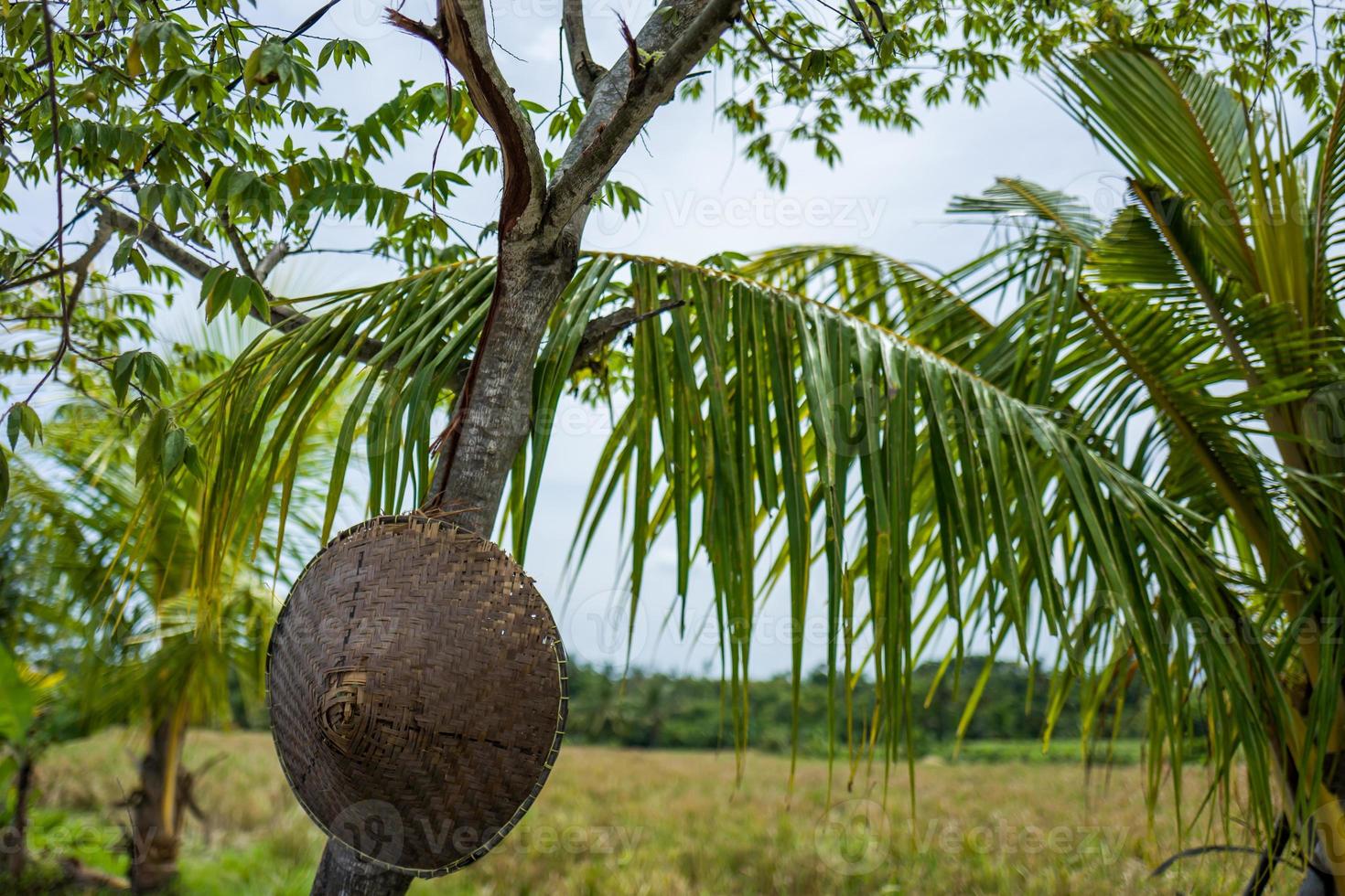 vista em campos de arroz em canggu em bali foto