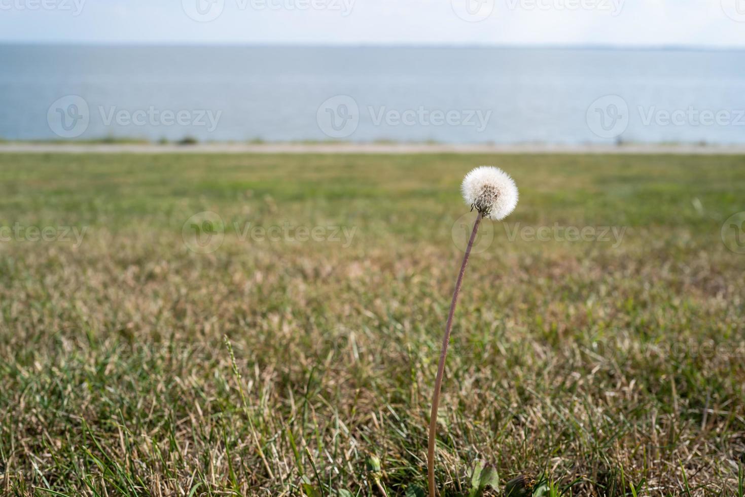 uma flor dente de leão em wilhelmshaven foto