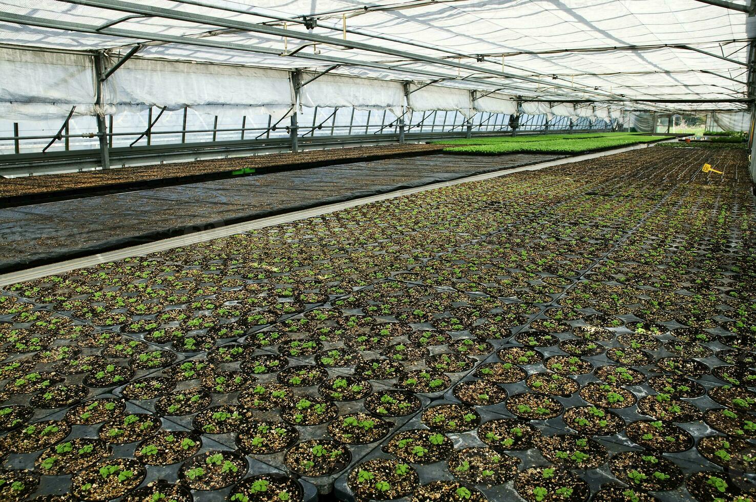 pequeno plantas dentro uma estufa foto