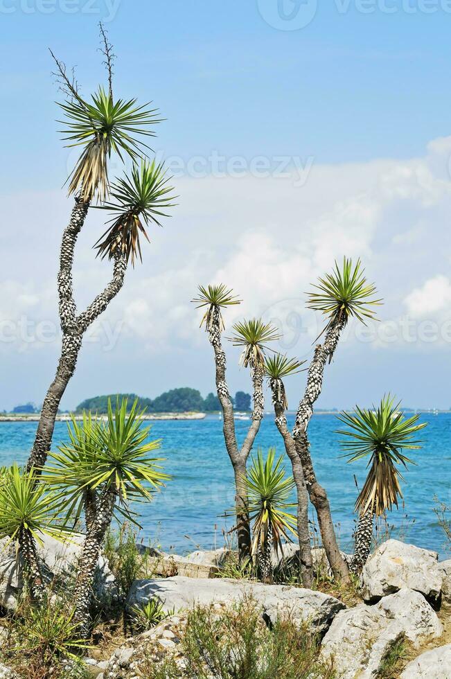 marinha com plantas e turquesa mar foto