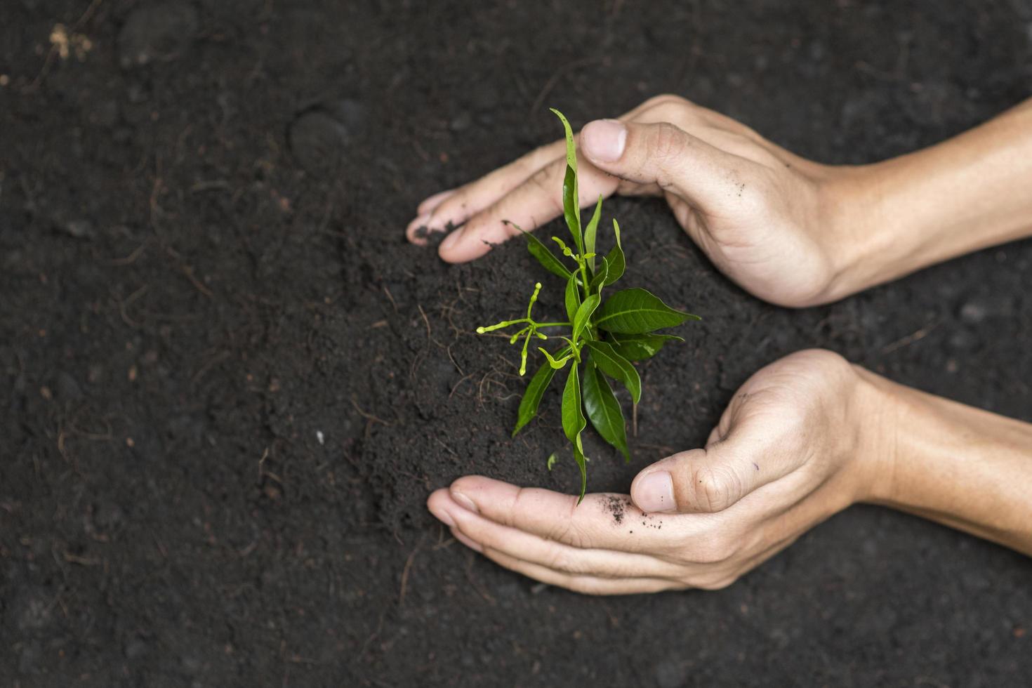 mão humana plantando uma árvore no fundo branco, salvar o conceito de terra foto