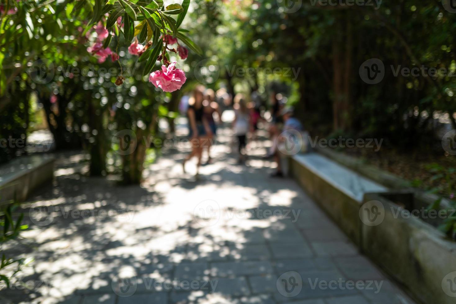 uma rosa na ilha kos na grécia foto