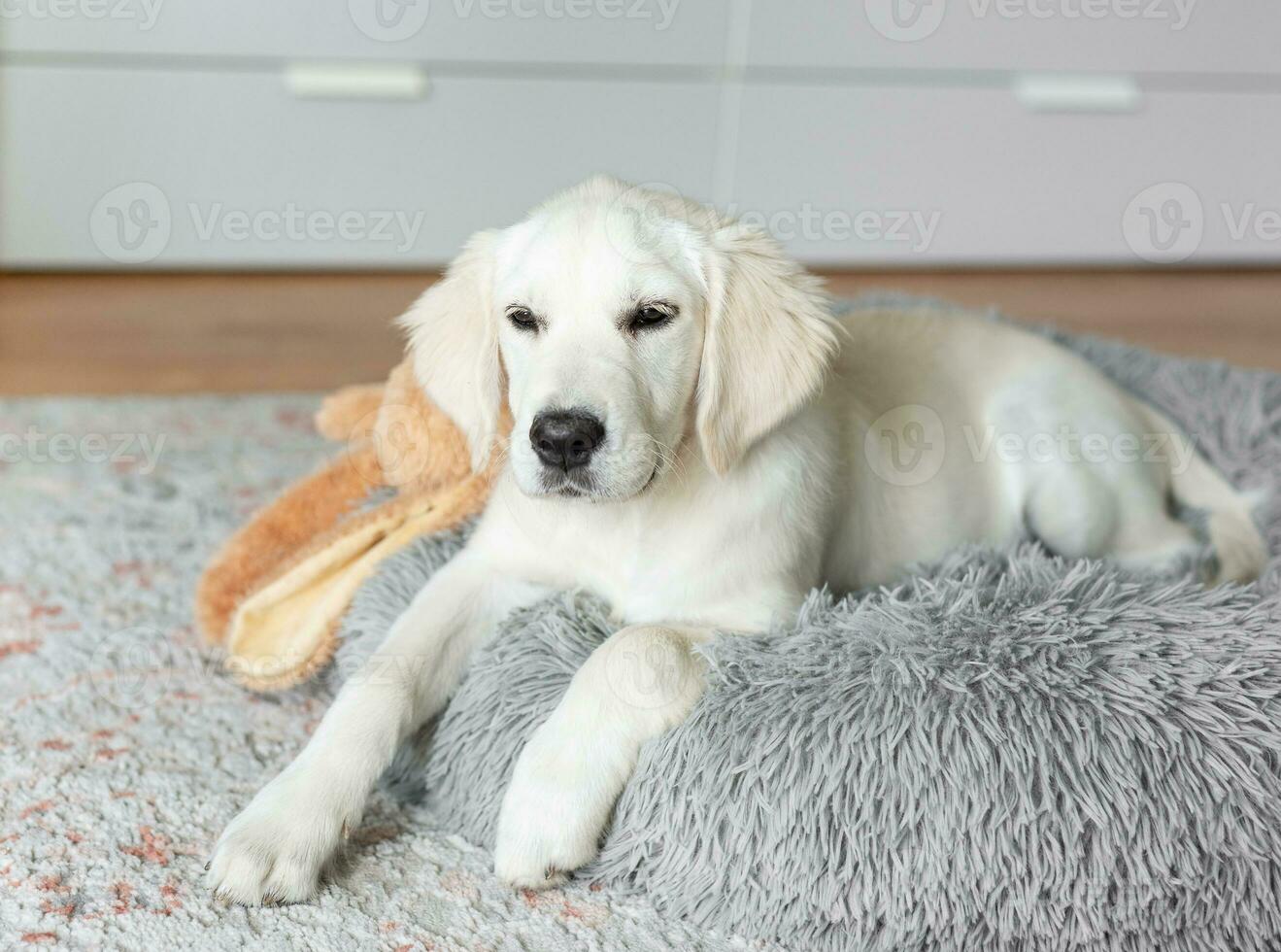 uma cachorro do uma dourado retriever é em repouso dentro uma cachorro cama. foto
