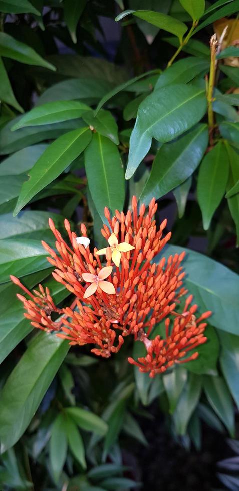 flor de laranjeira selvagem em um jardim foto